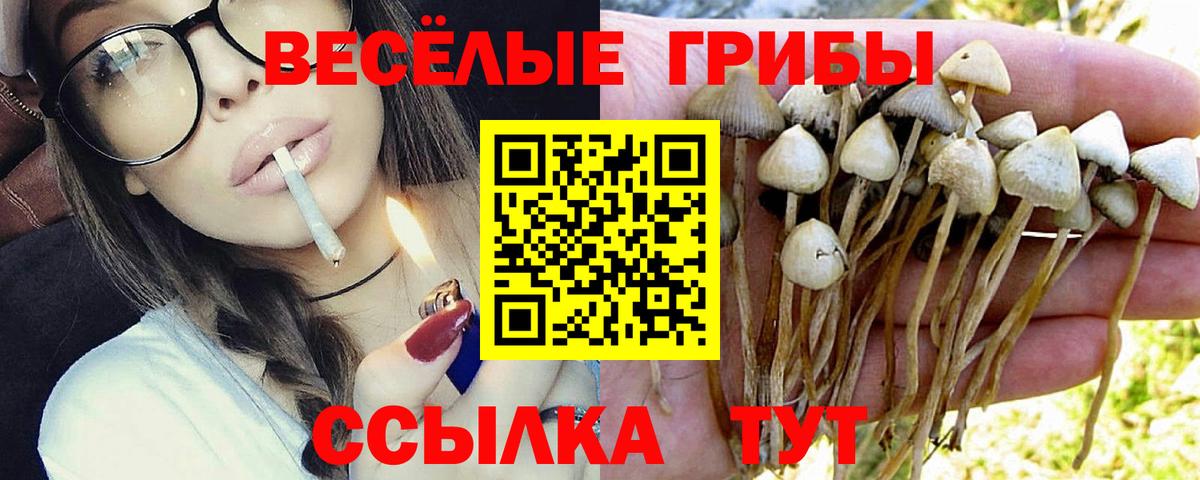 Галлюциногенные грибы Psilocybine cubensis  Вход с VPN  Заволжье 